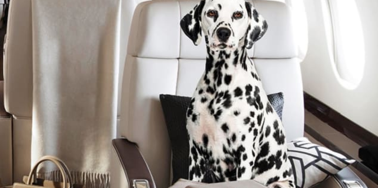 Why animal owners in Hong Kong are hiring private planes for their pets