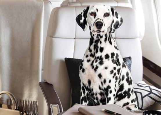 Why animal owners in Hong Kong are hiring private planes for their pets